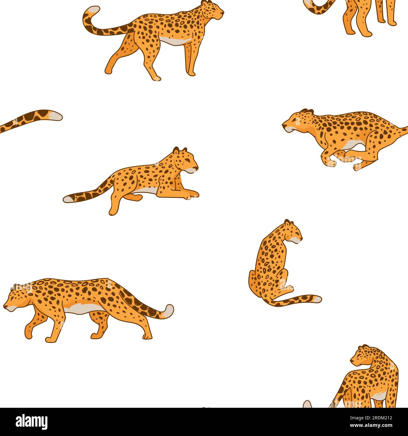 Leopard or cheetah animal running and laying, motion and calmness of