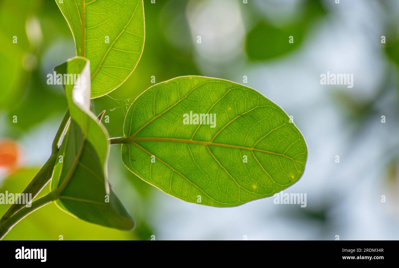 Litsea glutinosa leaf. It is a rainforest tree in the laurel family, Lauraceae. Common names include soft bollygum, bolly beech,brown bollywood. Stock Photo