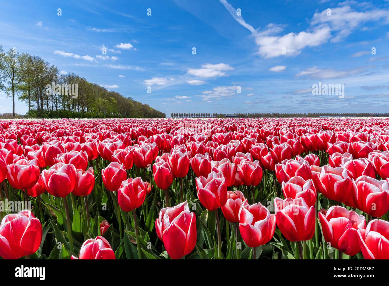 field with red and white triumph tulips (variety ‘Energy4All’) in ...