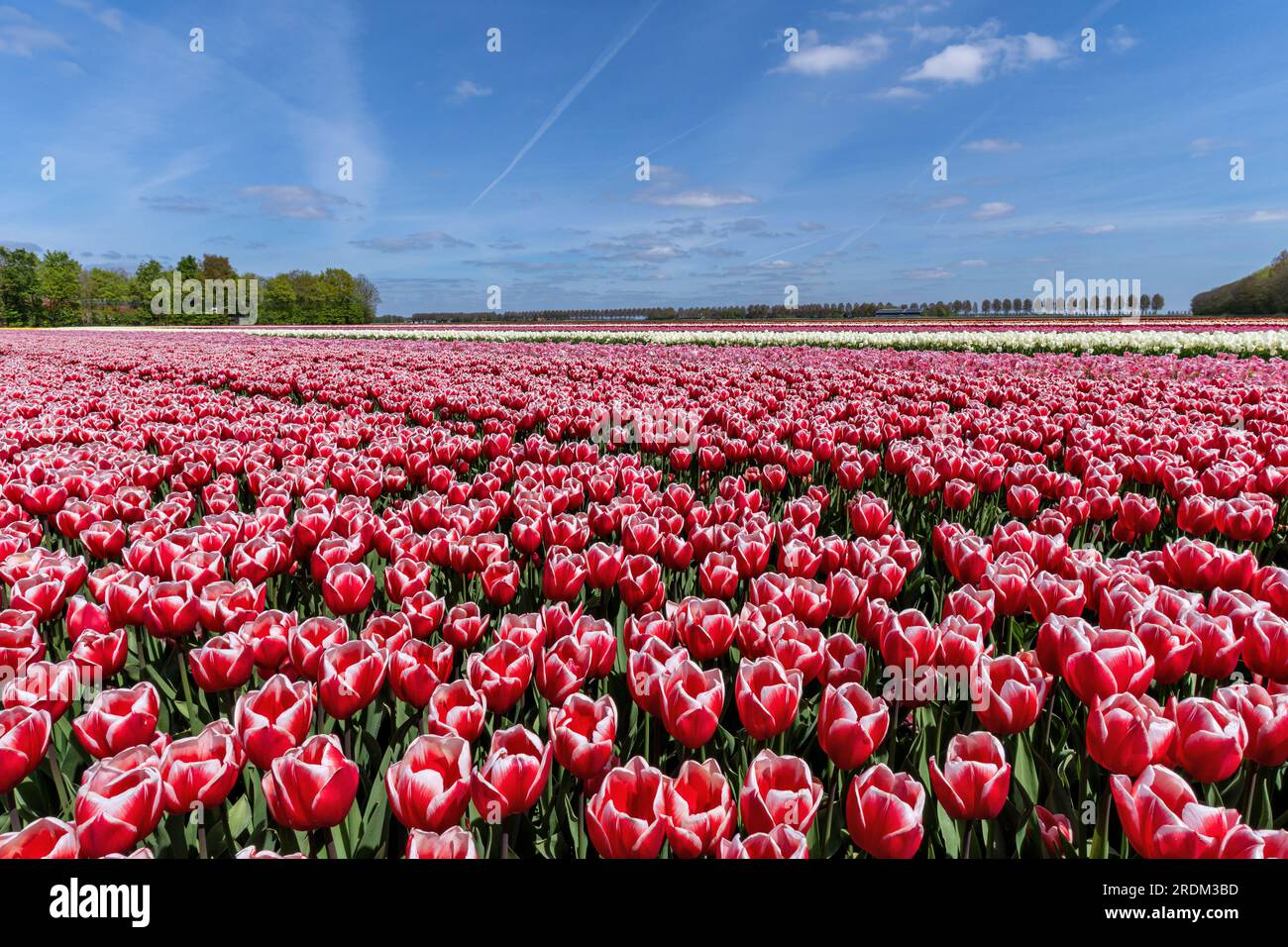 field with red and white triumph tulips (variety ‘Energy4All’) in Flevoland, Netherlands Stock Photo