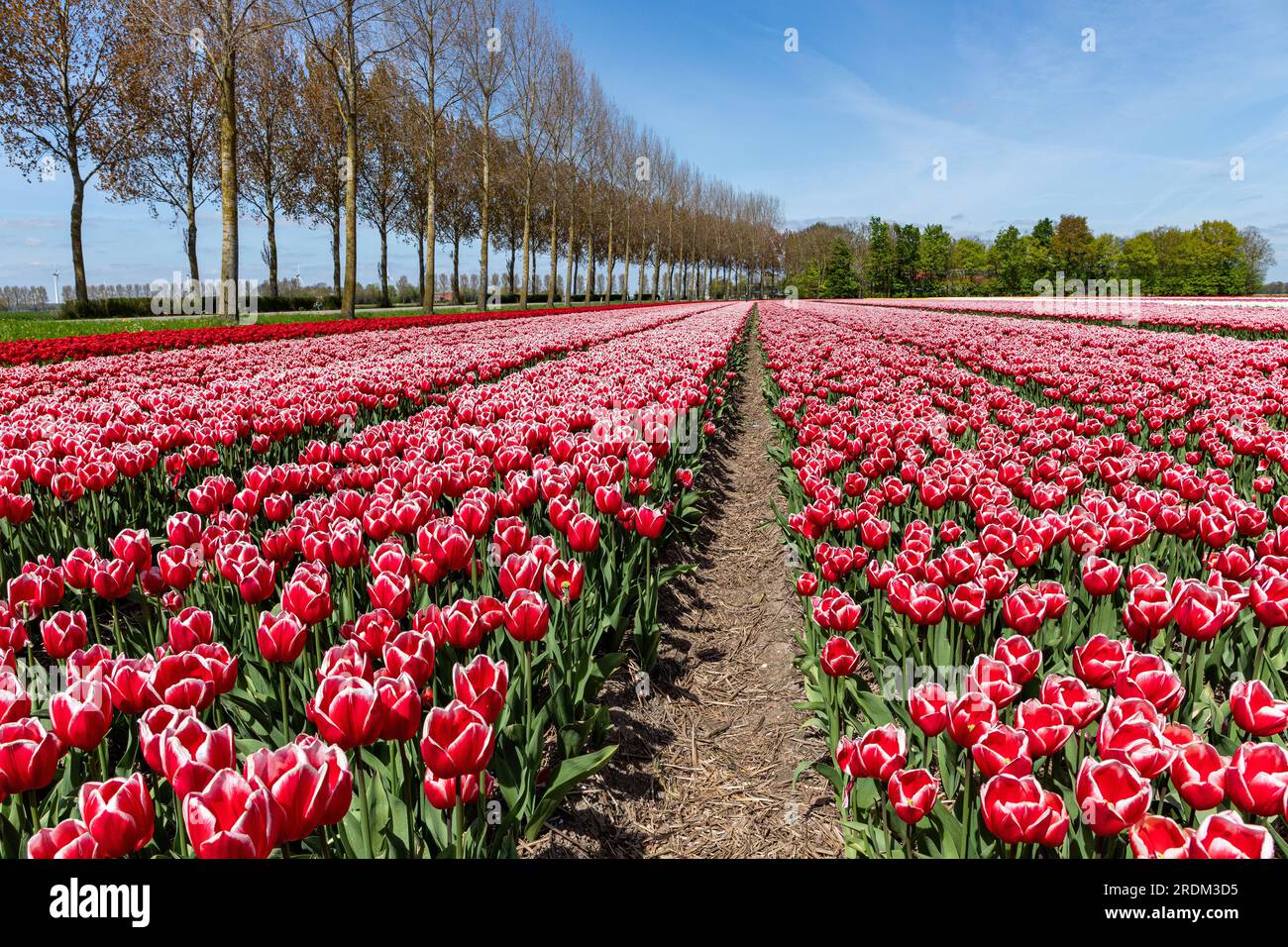 field with red and white triumph tulips (variety ‘Energy4All’) in Flevoland, Netherlands Stock Photo