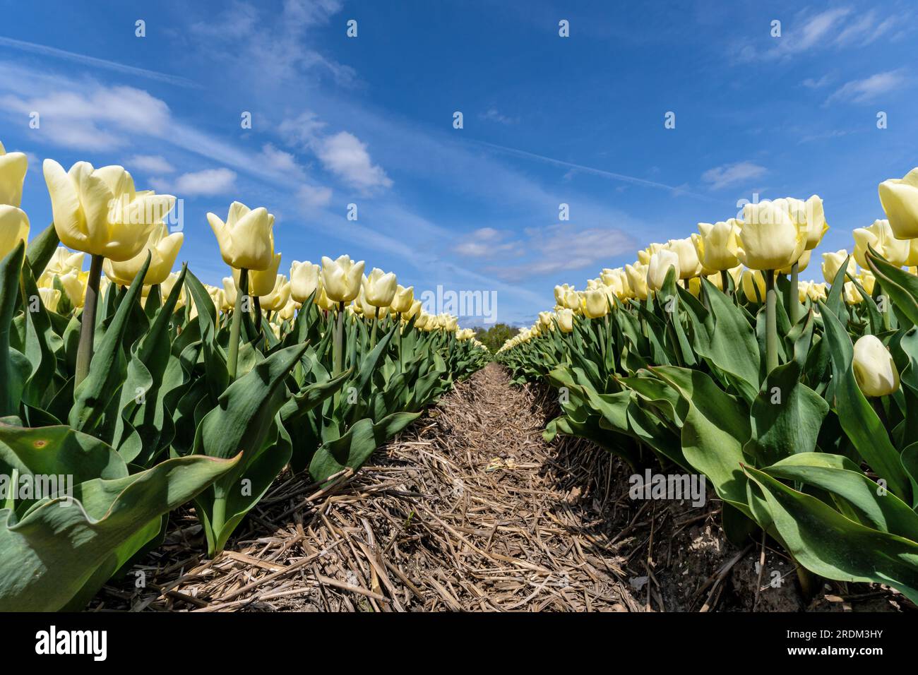 field with yellow triumph tulips (variety ‘Fun for Two’) in Flevoland, Netherlands Stock Photo