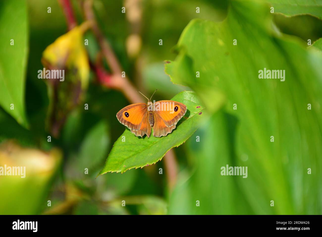 Butterflies Stock Photo