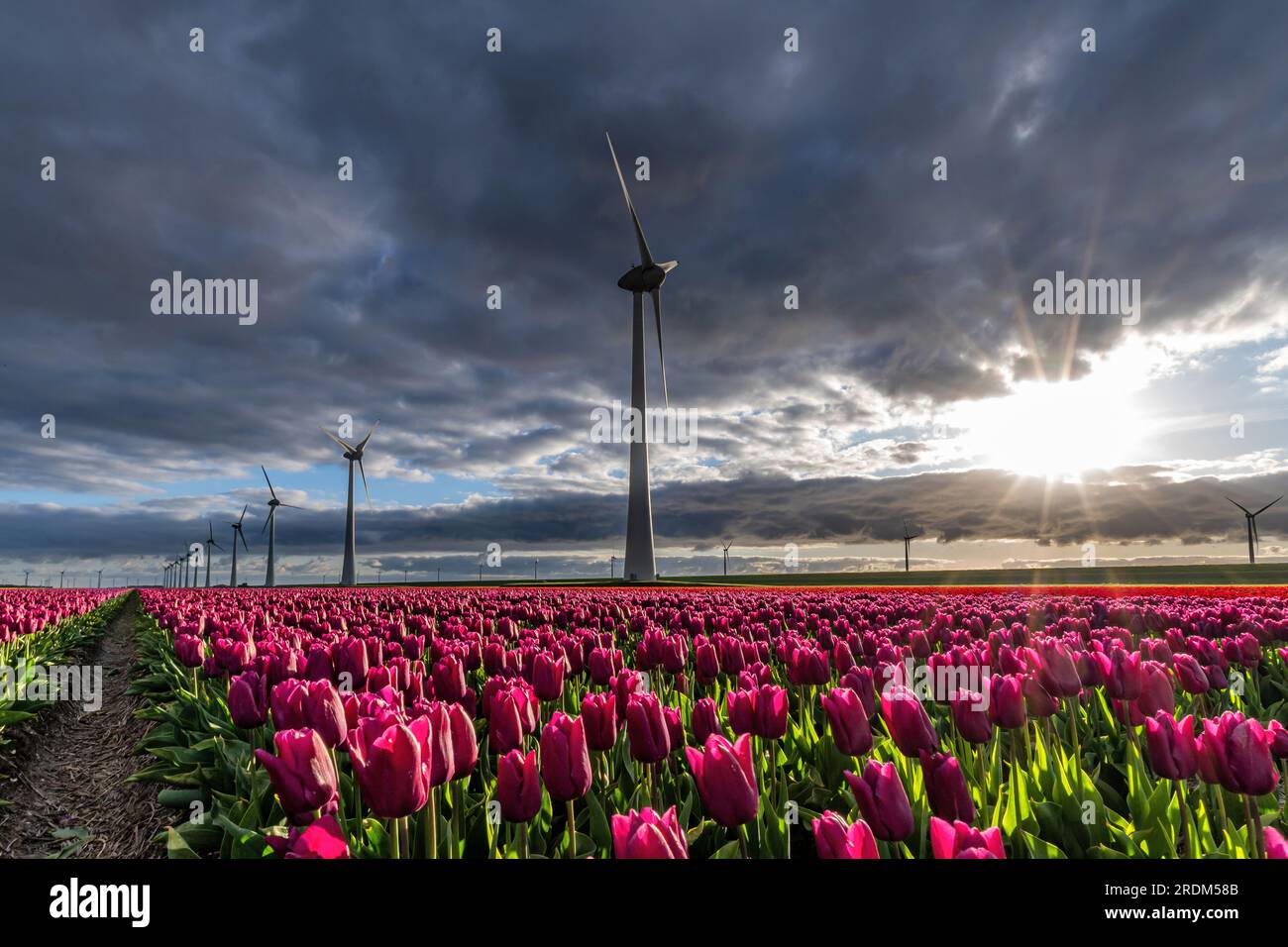 field with purple triumph tulips (variety ‘Purple Prince’) in Flevoland, Netherlands Stock Photo