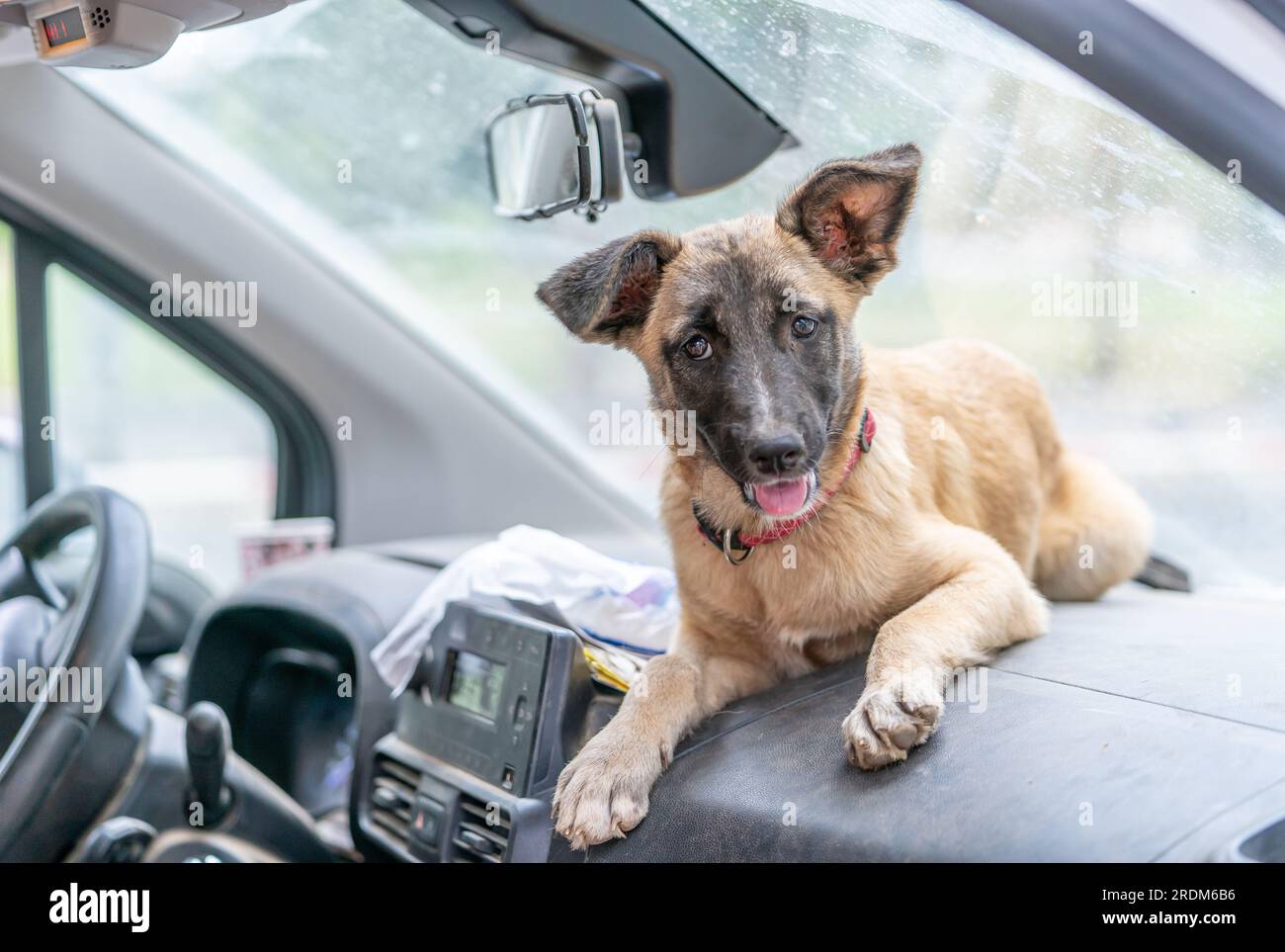 Taking a break during the road trip, a happy dog on the dashboard, bringing luck to the driver and joy to all passengers Stock Photo