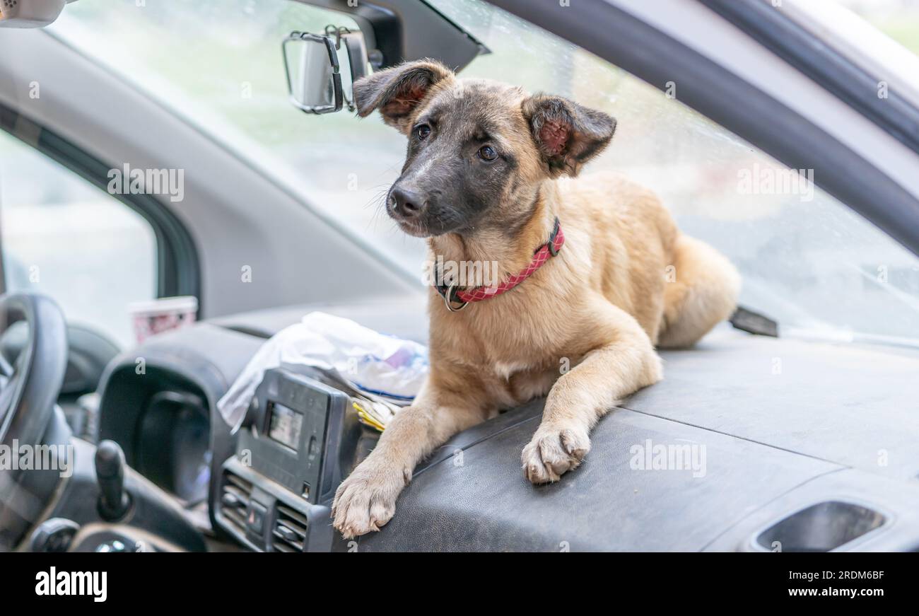 Taking a break during the road trip, a happy dog on the dashboard, bringing luck to the driver and joy to all passengers Stock Photo