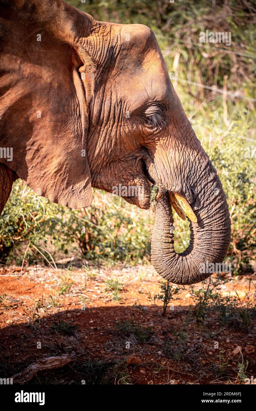 The great mighty red African elephants in Kenya in Tsavo east national park. Nice closeup of one of the Big Five. noble animals in the wild Stock Photo