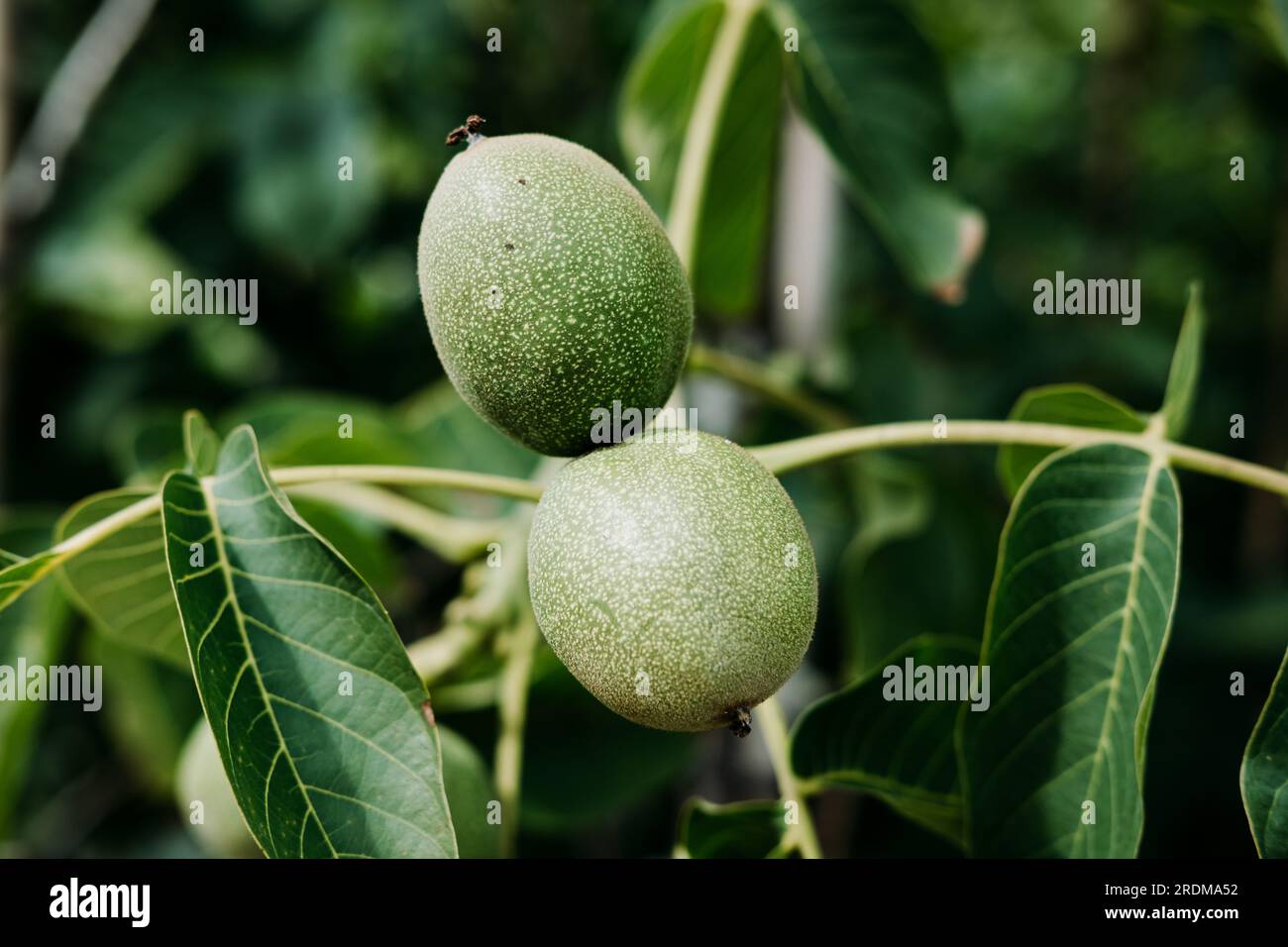 Two green walnuts growing on a walnut tree in summer Stock Photo