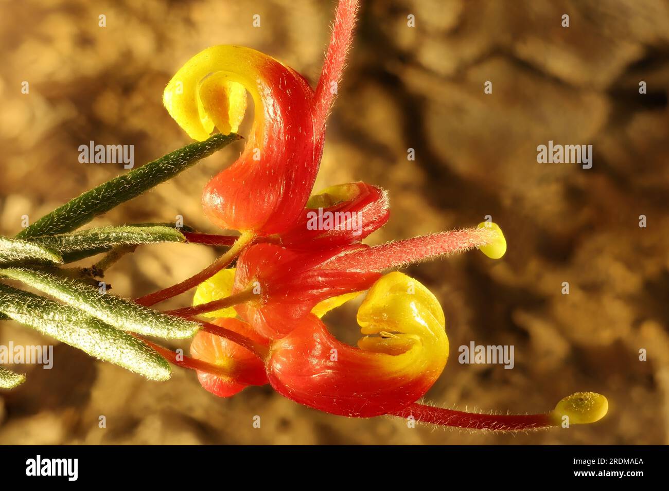 Close-up of isolated Grevillea 'Bonnie Prince Charlie' (Grevillea rosmarinifolia x alpina) flowers on stem, South  Australia Stock Photo