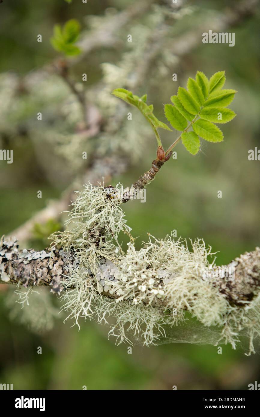 Lichens 'Ramalina farinacea' on a Mountain Ash tree, UK Stock Photo