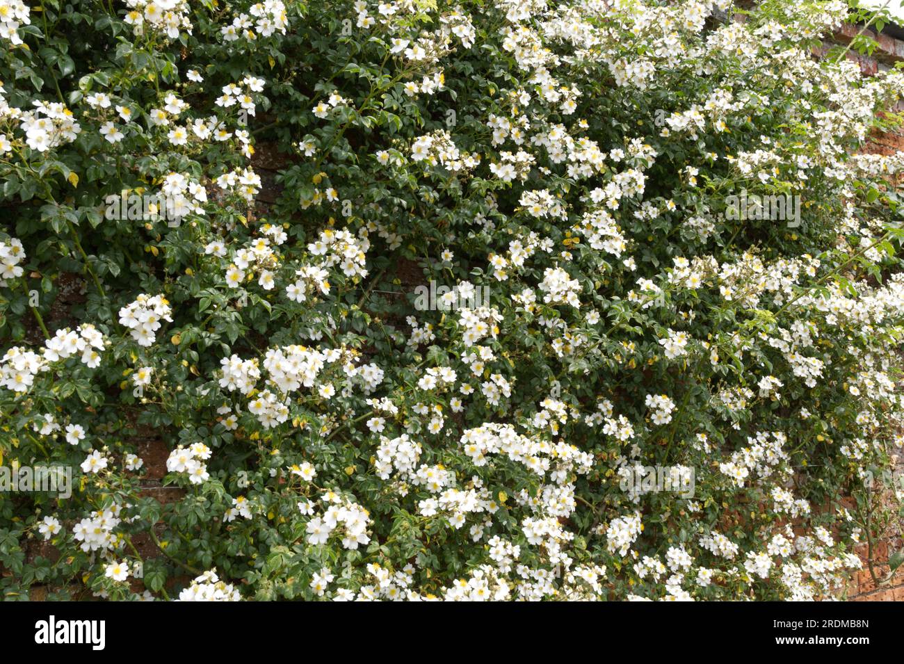 Delicate white summer flowers of the memorial rose Rosa Lucieae also known as Rosa wichurana in UK garden June Stock Photo
