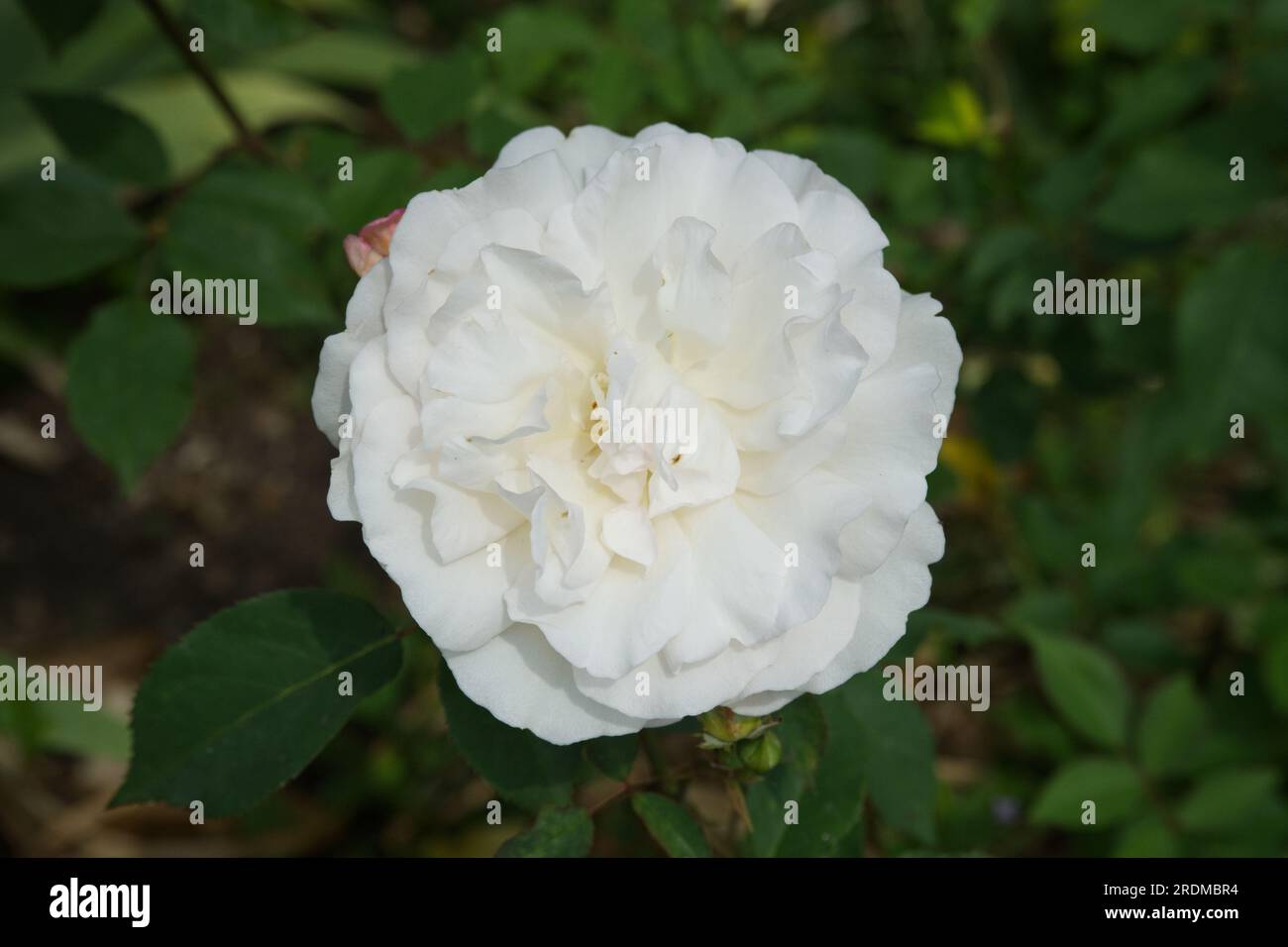 White double summer rose blooms of Rosa Gruss An Aachen in UK garden June Stock Photo