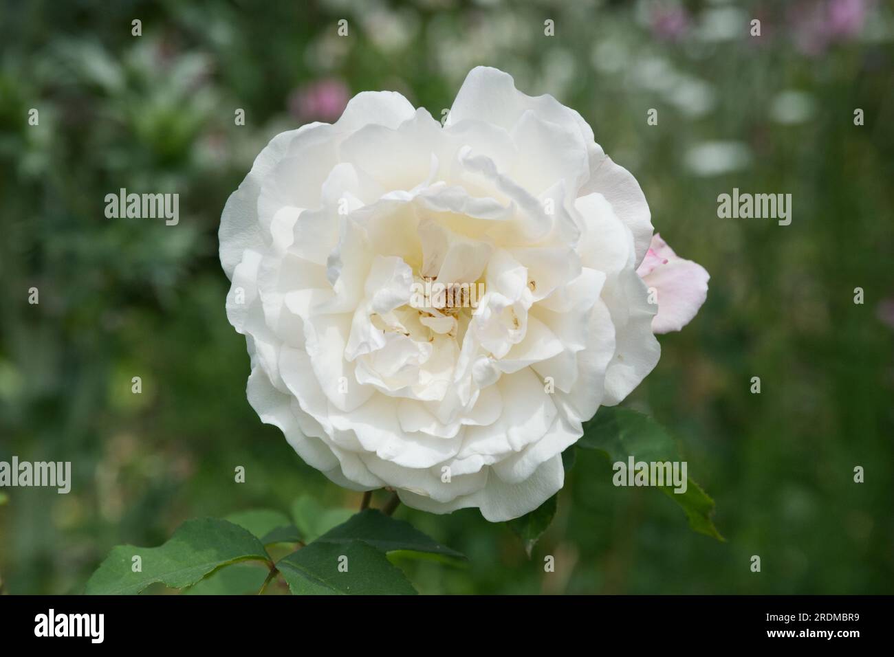 White double summer rose blooms of Rosa Gruss An Aachen in UK garden June Stock Photo