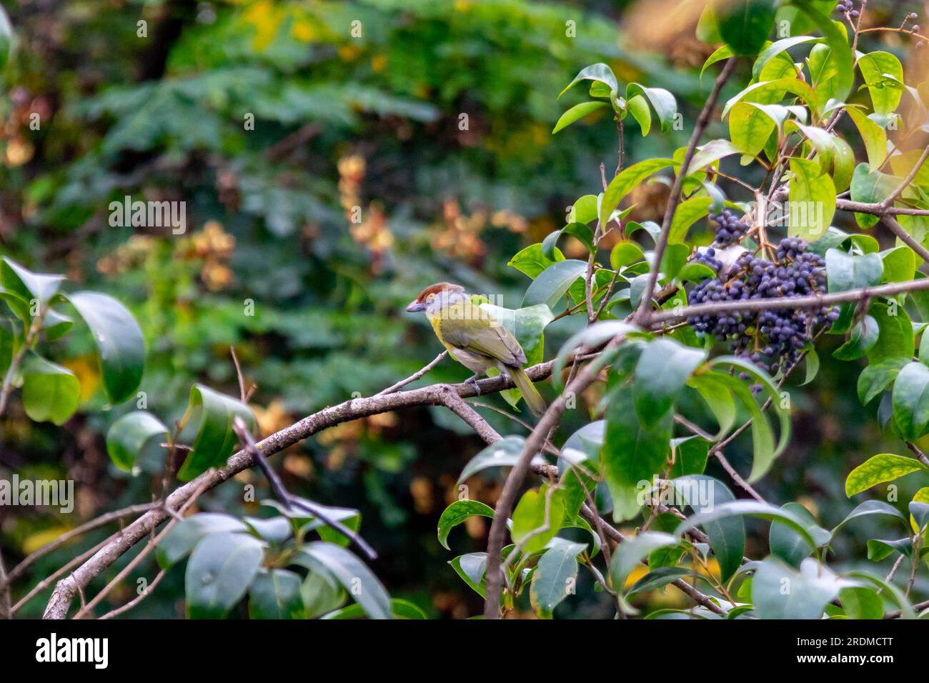 The tropical bird known as 'pitiguari' (Cyclarhis gujanensis) in selective focus Stock Photo