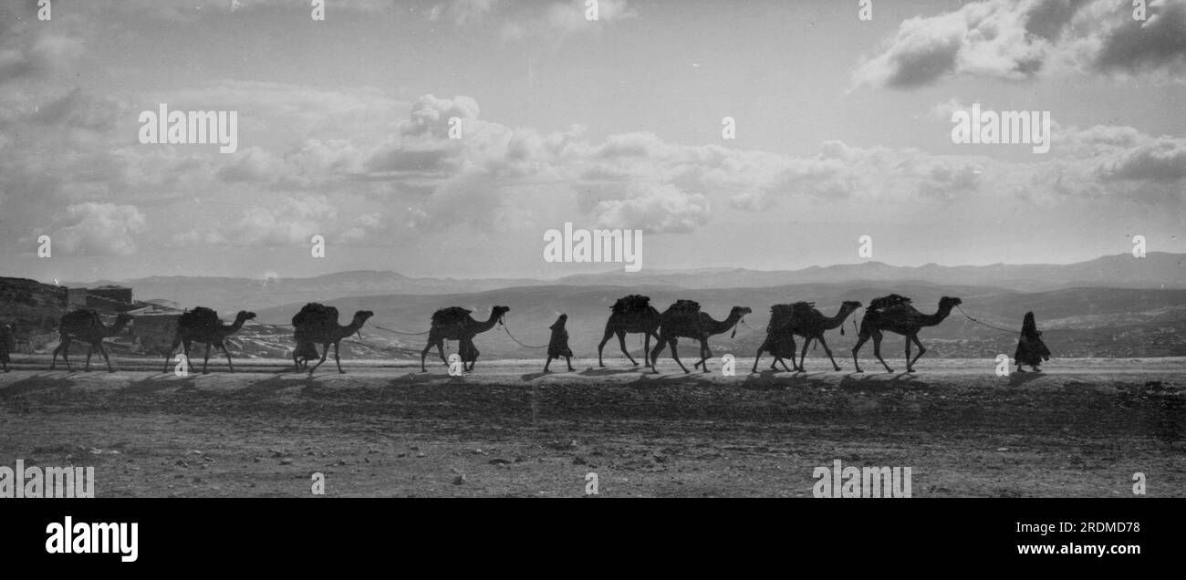 ARABIA - 1918 - Egyptian camel train passing over Olivet - Photo: Geopix Stock Photo