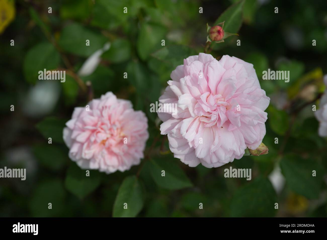 pink double summer rose blooms of Rosa pink Gruss An Aachen in UK garden June Stock Photo