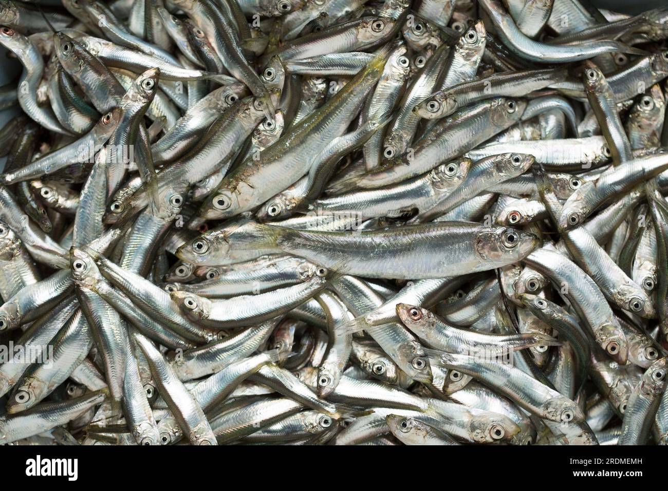 Fresh sprats, Sprattus sprattus, that have been caught in the English Channel that will be deep fried after being coated in flour and paprika.  Sprats Stock Photo