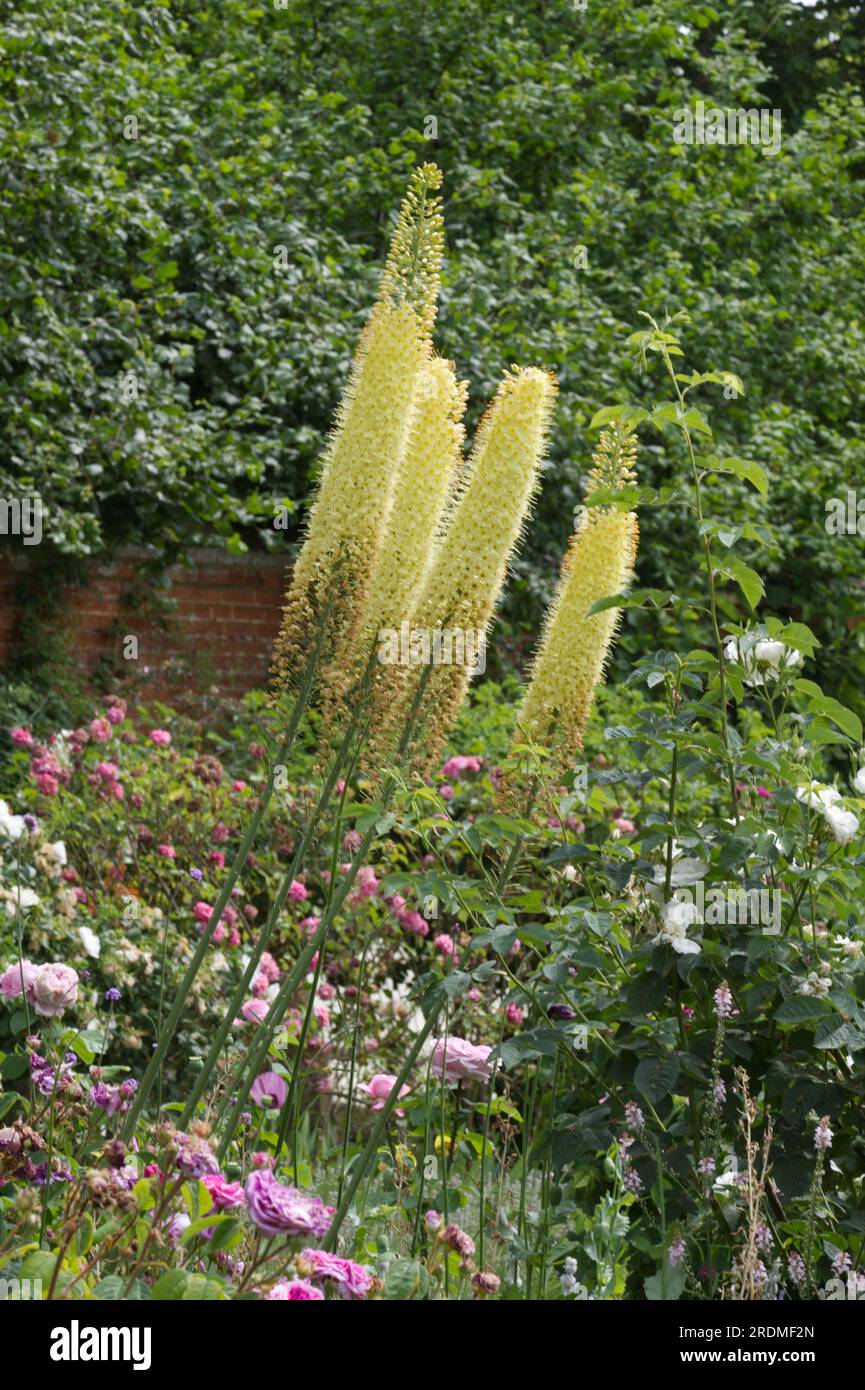 Summer garden with Eremurus or Foxtail lily and roses UK June Stock Photo