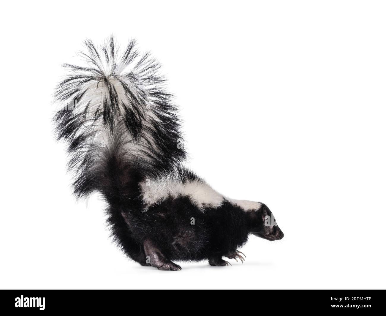 Cute classic black with white stripe young skunk aka Mephitis mephitis