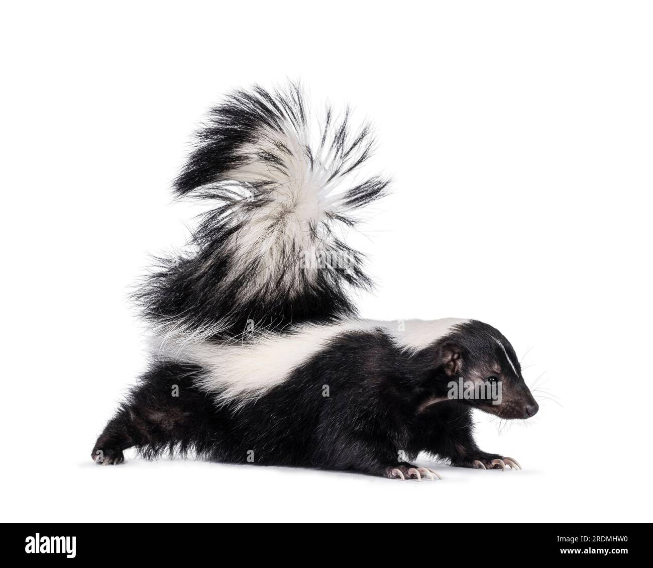 Cute classic black with white stripe young skunk aka Mephitis mephitis