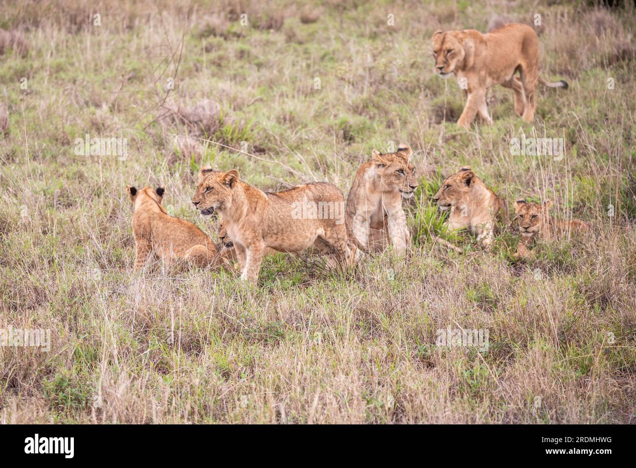 Lion family with young lions. in a savanna landscape after the hunt. Nice shot from Africa from a safari Stock Photo