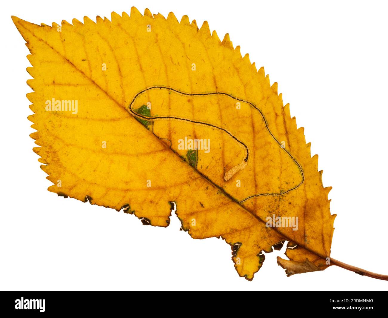 Track of leaf miner (Lyonetia clerkella) on golden cherry tree leaf. Stock Photo
