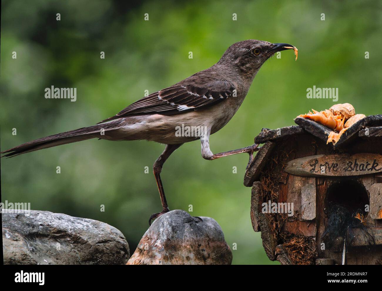 A Moockingbird Mockingbird house hi-res stock photography and images - Alamy