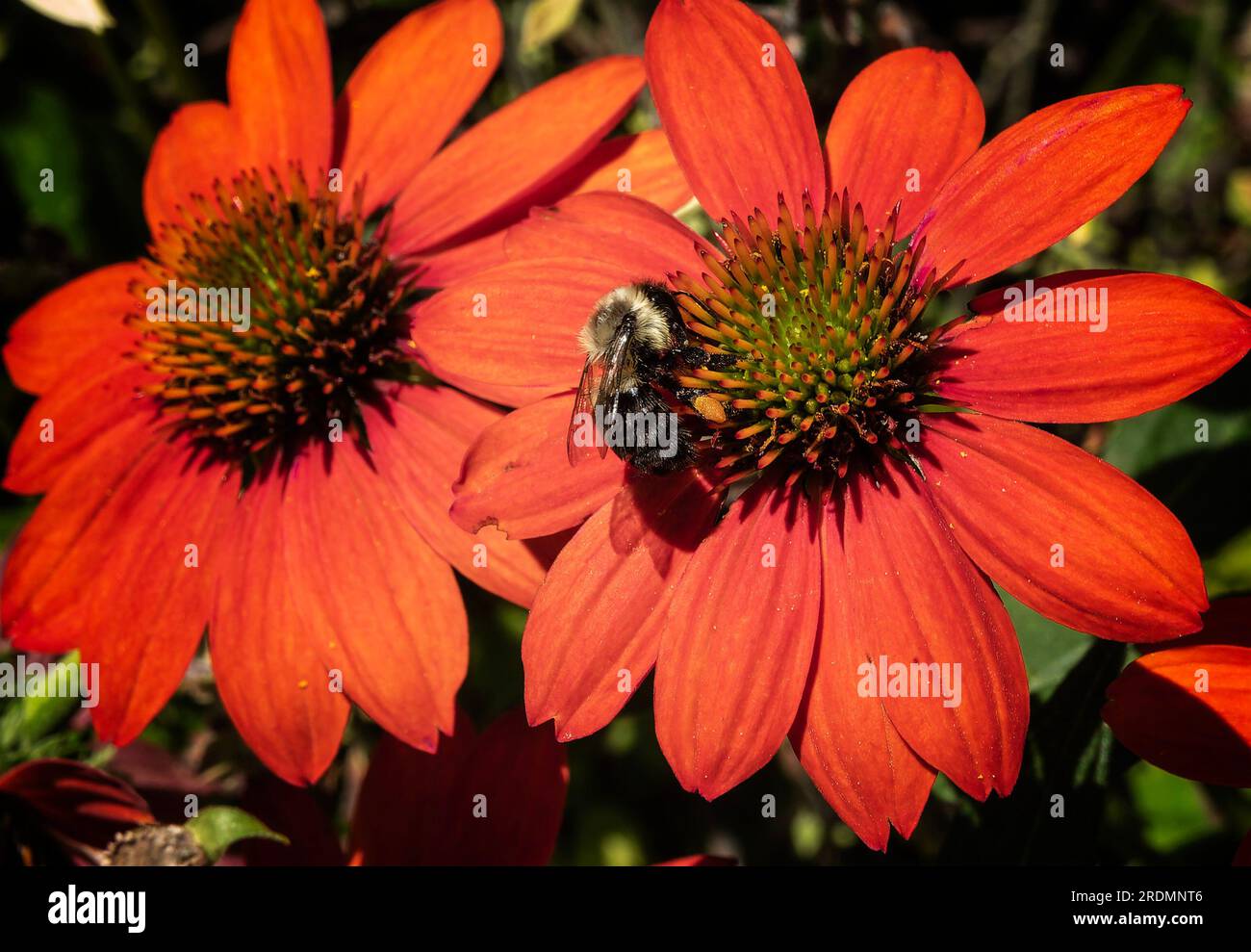 Cone Flowers in bright sunlight Stock Photo Alamy