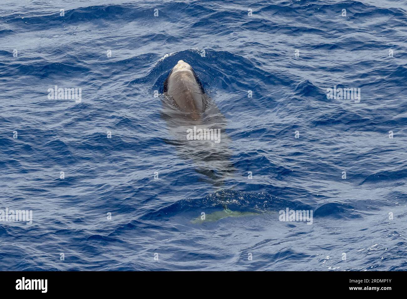 Cuvier's Beaked Whale or Goose-beaked Whale - Ziphius cavirostris ...
