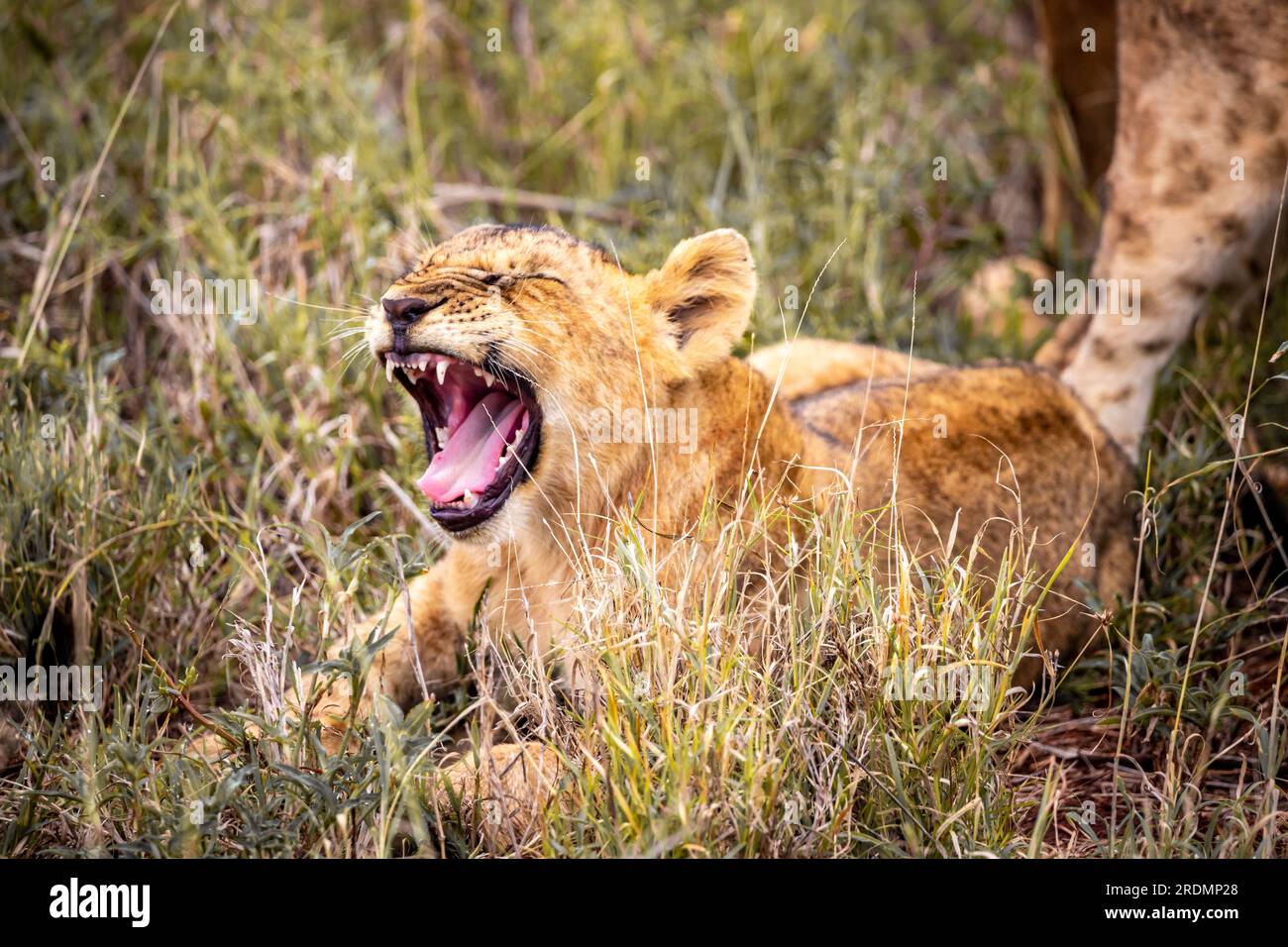 Lion Cubs: Growing up in the Wild [national Geographic Society] 1972 - Etsy, image size:1300x956