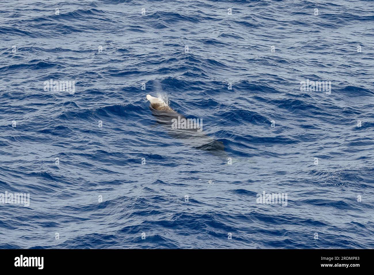 Cuvier's Beaked Whale or Goosebeaked Whale Ziphius cavirostris