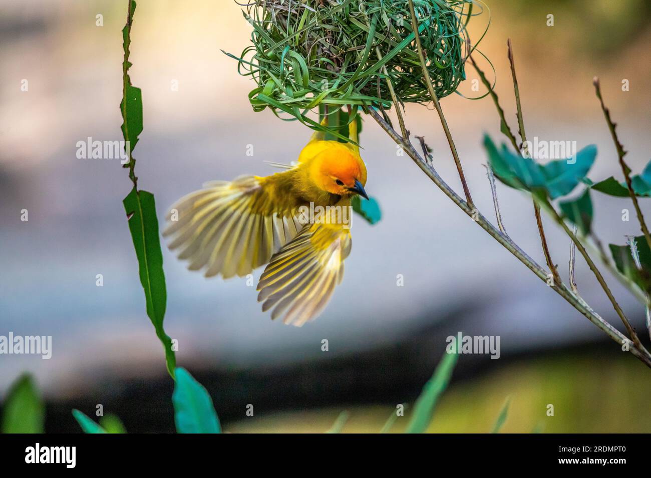 The weaver birds (Ploceidae) from Africa, also known as Widah finches building a nest. A braided masterpiece of a bird. Spread Wings Frozen Stock Photo