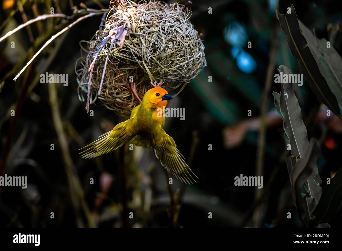 The weaver birds (Ploceidae) from Africa, also known as Widah finches