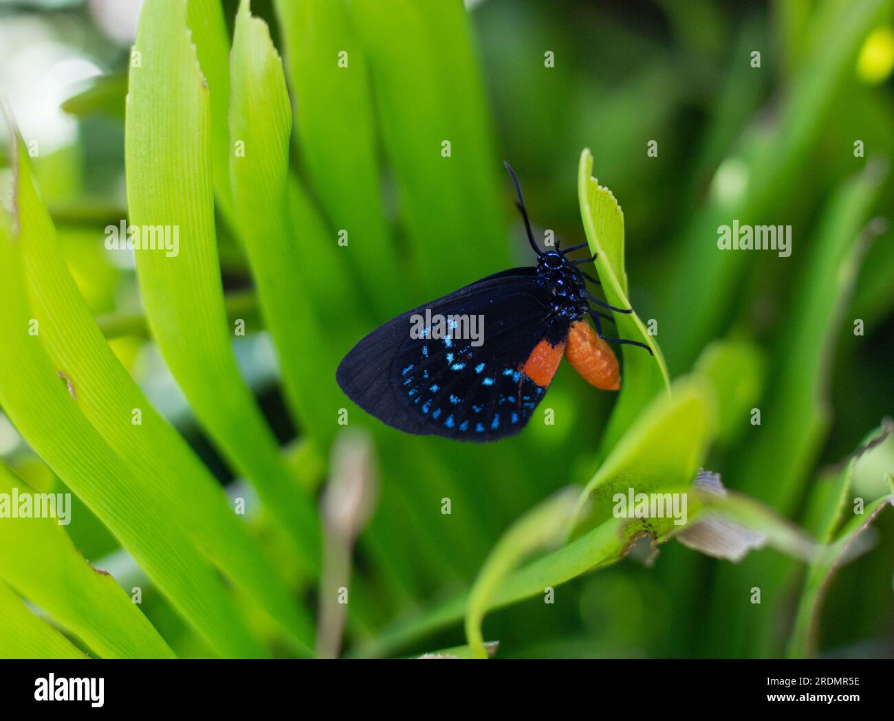 Rare Atala butterfly rests on its host plant, the coontie palm, in Southwest Florida Stock Photo