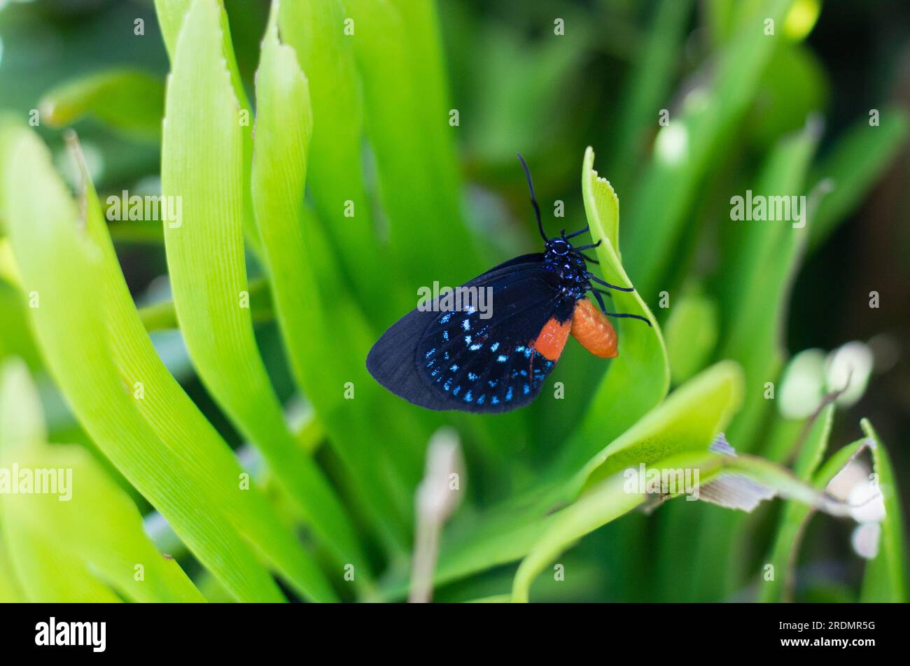 Rare Atala butterfly rests on its host plant, the coontie palm, in Southwest Florida Stock Photo