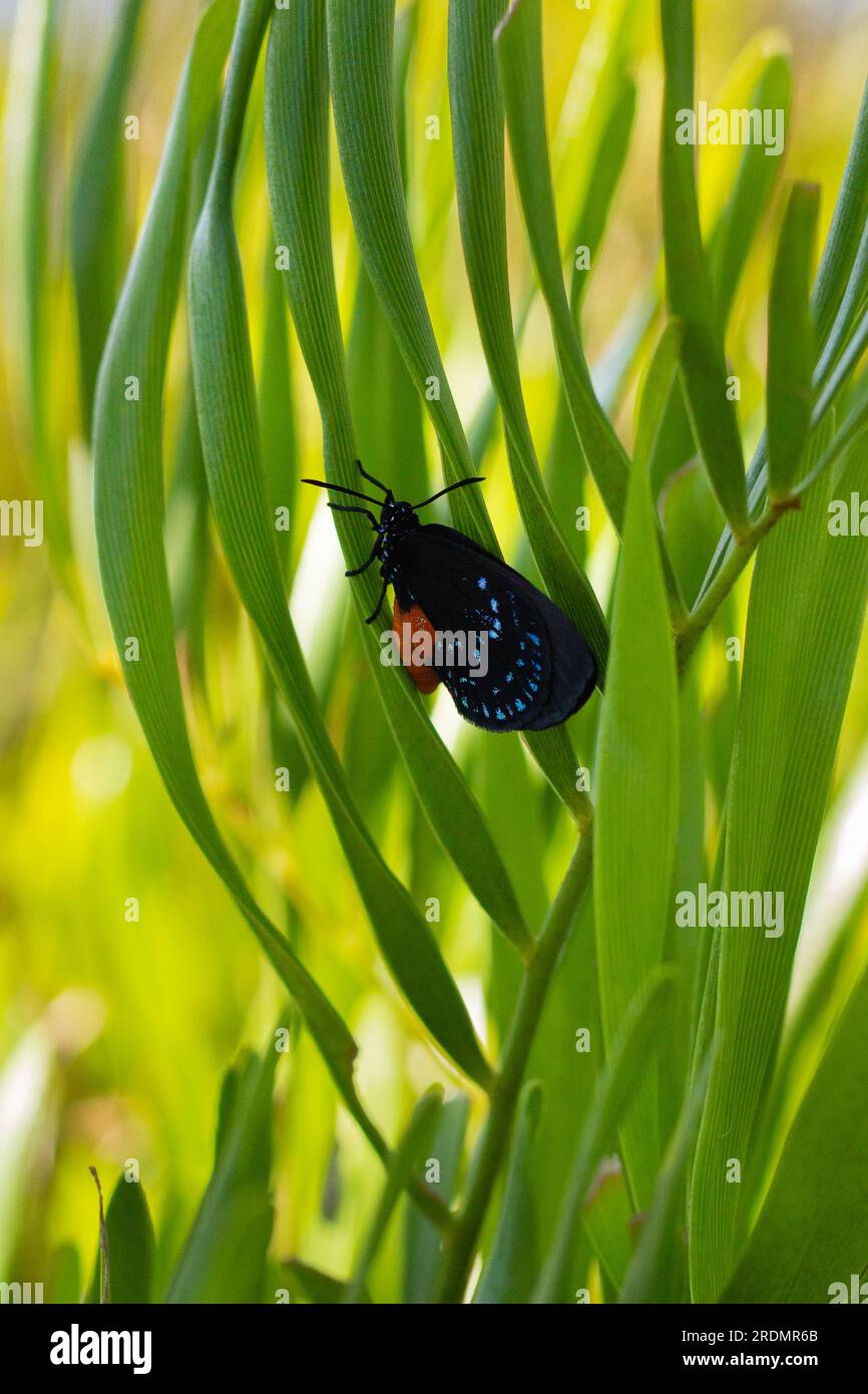 Atala butterfly, a rare sight in Florida, resting on its host plant the coontie palm Stock Photo