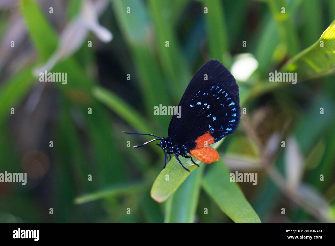 Detailed closeup of rare Atala Butterfly with black, orange, and iridescent blue markings Stock Photo