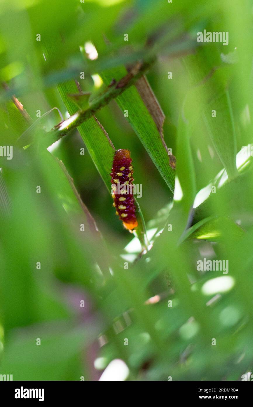 Detailed closeup of Atala butterfly caterpillar seen through blurred foreground leaves Stock Photo