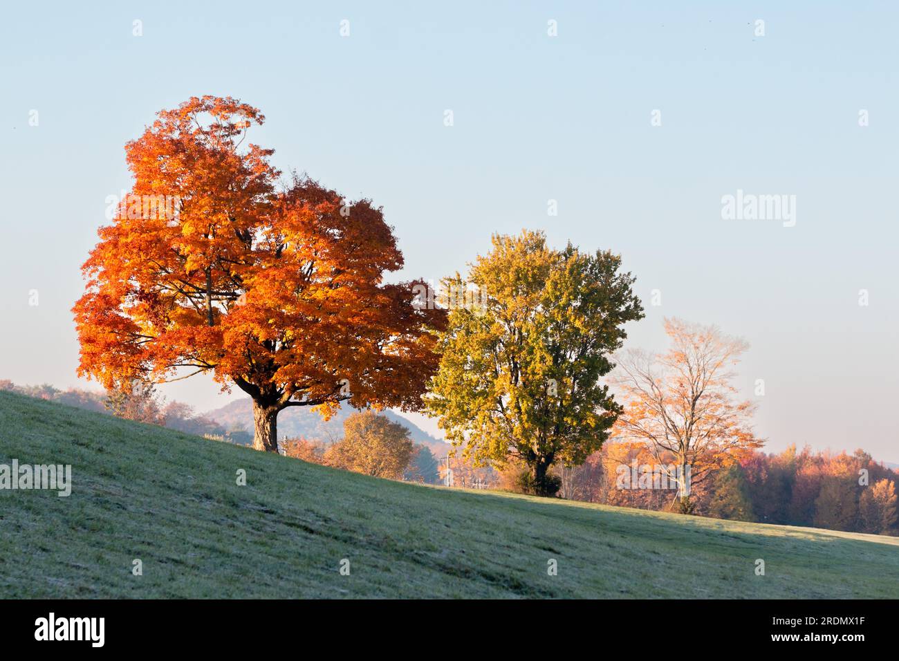 Trees with fall foliage in a farm field in the Town of Goshen, N.Y., on Oct. 22, 2022 Stock