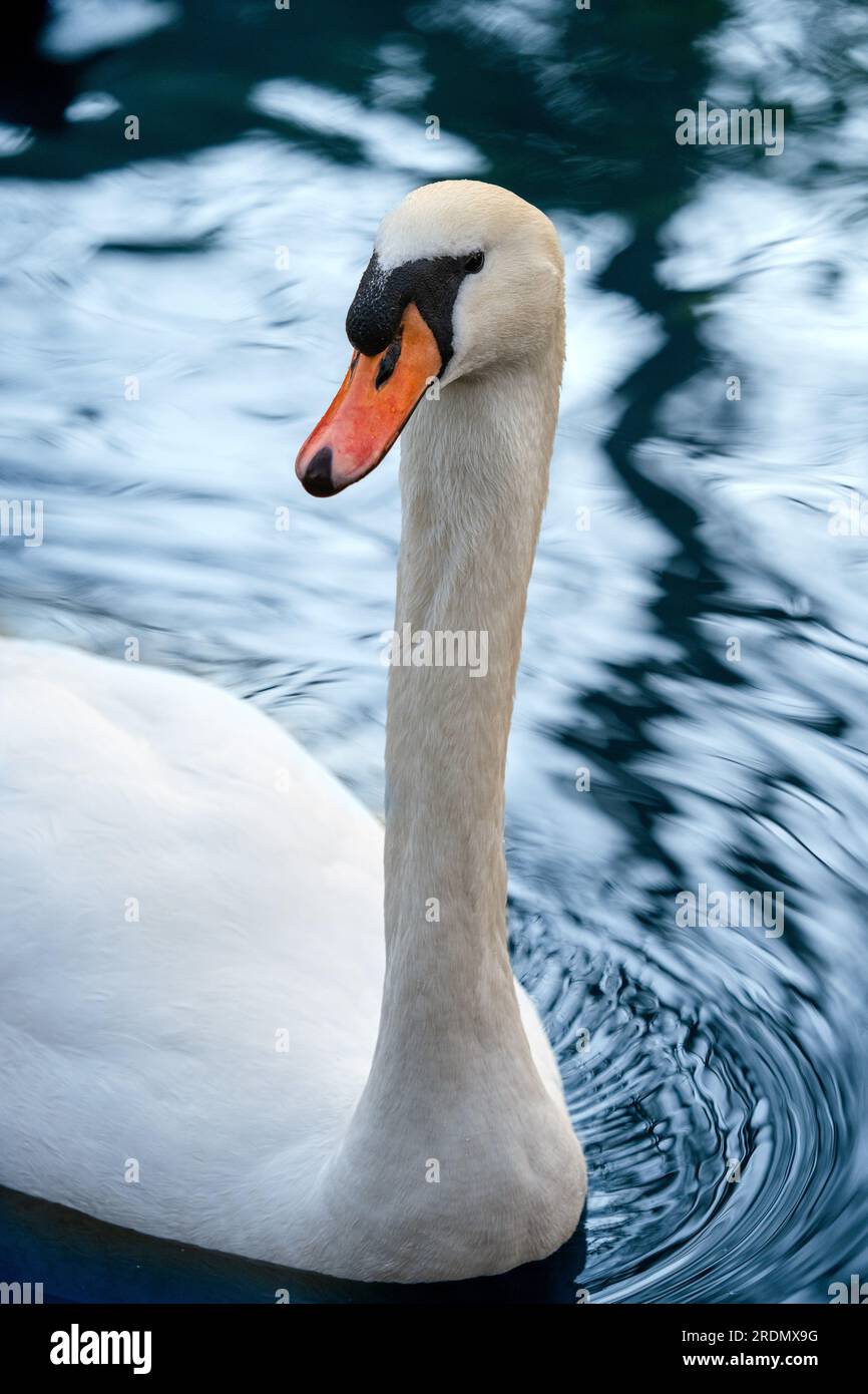 Tight Close up of a Swan Heand and Neck Stock Photo