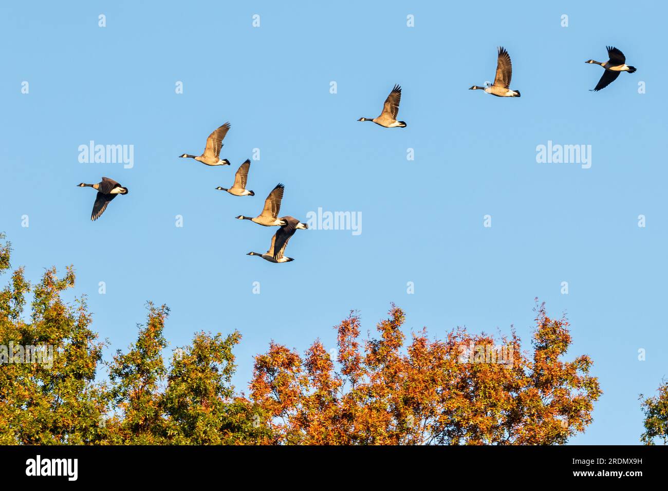 Geese Flying from a outlets Lake, with Autumn Trees