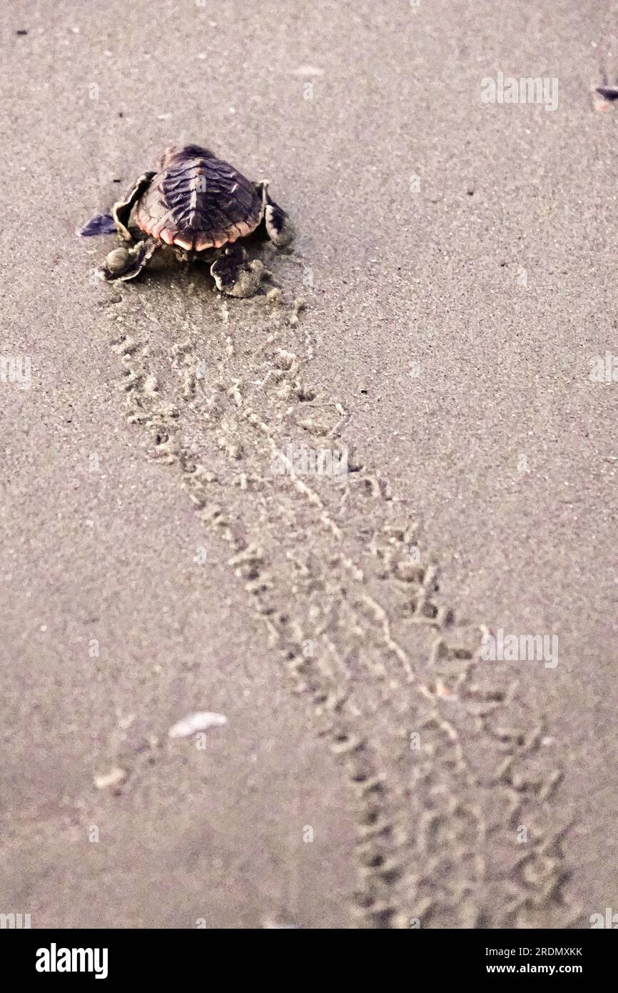 Isle of Palms, United States of America. 22 July, 2023. A endangered loggerhead sea turtle hatchling, slowly crawls across the beach to the Atlantic Ocean after hatching, July 22, 2023 in Isle of Palms, South Carolina. Sea turtles hatch around 60-days after being laid and make their way to the ocean until they reach Sargassum floating mats often hundreds of miles away. Credit: Richard Ellis/Richard Ellis/Alamy Live News Stock Photo