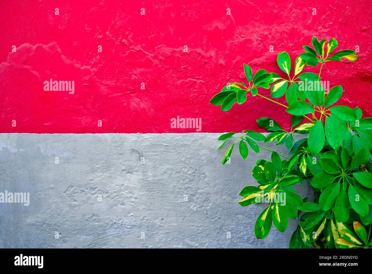 Parasol tree plant at a colorful wall. Stock Photo