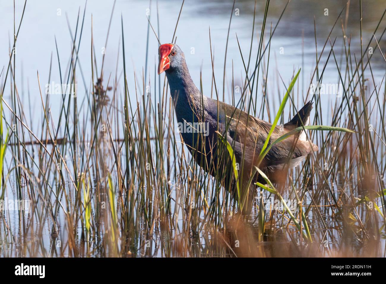 African Purple Gallinule or African Swamphen (Porphyrio madagascariensis) Vermont Salt Pan, Western Cape, South Africa Stock Photo