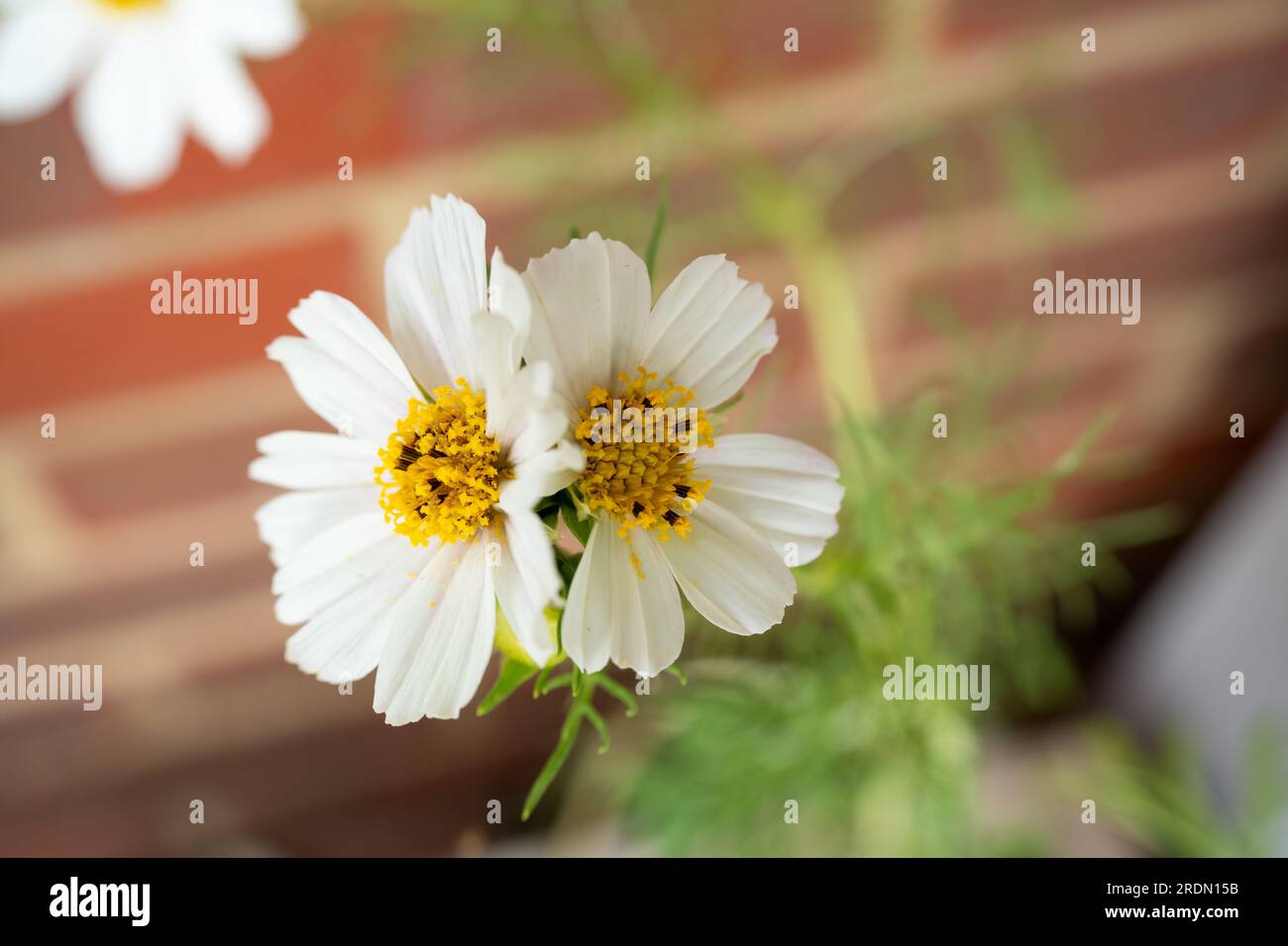 Detailed cosmos hi-res stock photography and images - Alamy