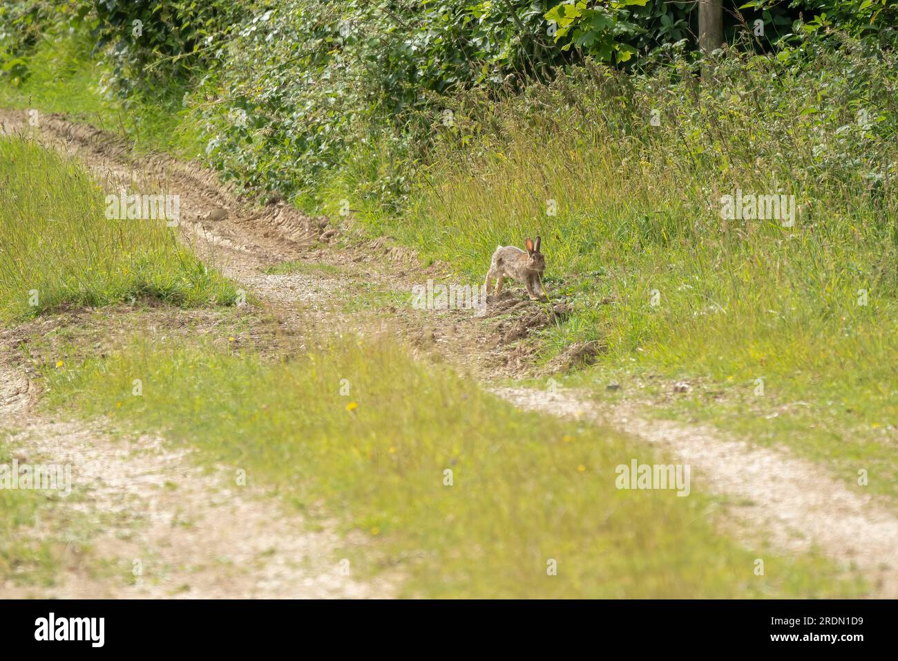 a wild young rabbit (Oryctolagus cuniculus) with brown fur glistening in the sunshine Stock Photo