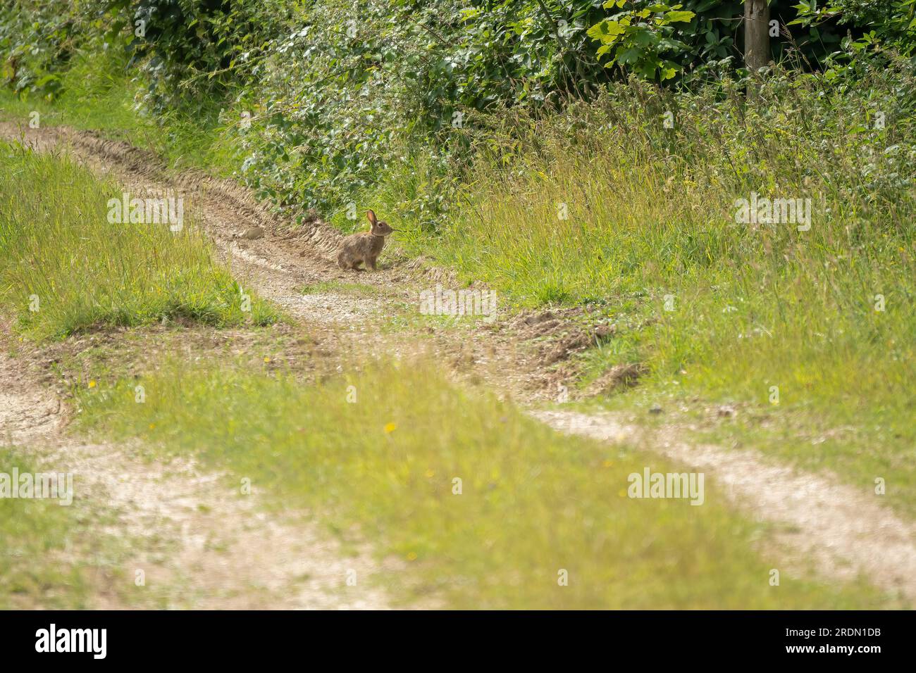 a wild young rabbit (Oryctolagus cuniculus) with brown fur glistening in the sunshine Stock Photo