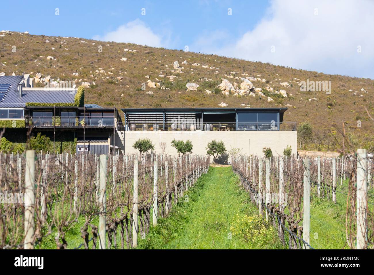 View over vineyards to Tasting Room and Restaurant, Newton Johnson Winery, Hemel-en-Aarde Valley, Hermanus, Western Cape Winelands, South Africa Stock Photo