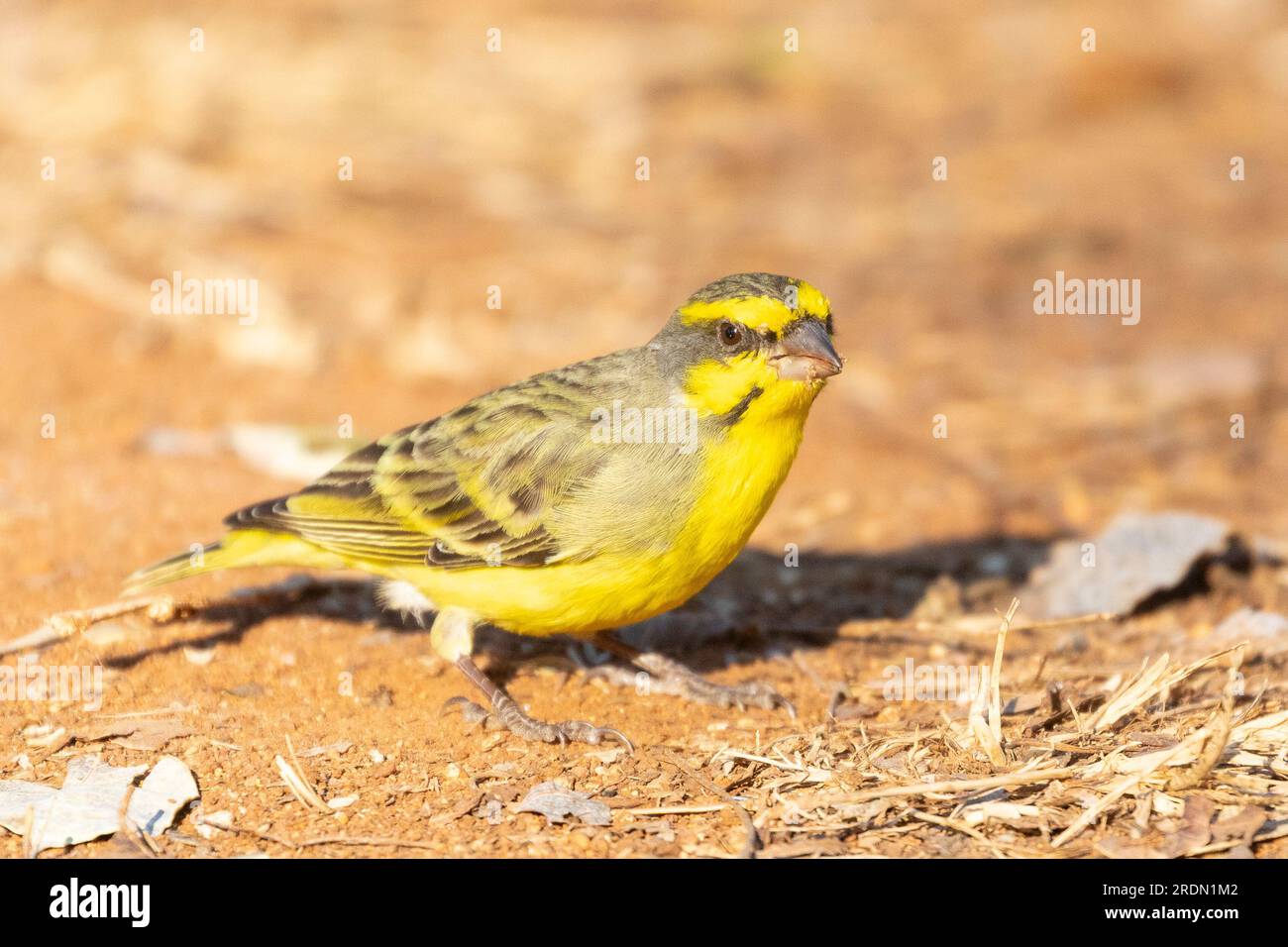 Male Yellow-fronted Canary (Crithagra mozambicus mozambicus), Limpopo, South Africa Stock Photo
