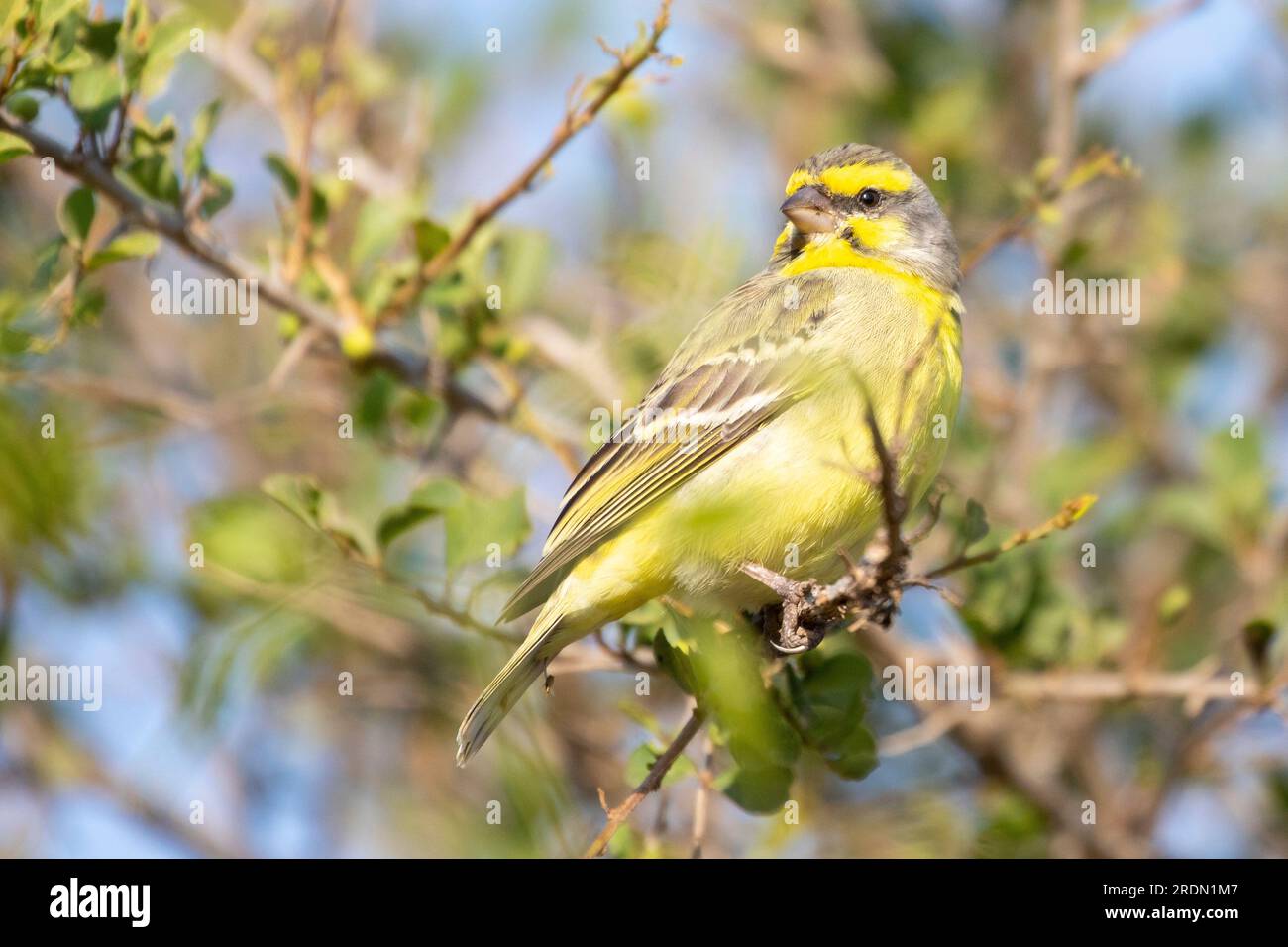 Female Yellow-fronted Canary (Crithagra mozambicus mozambicus), Limpopo, South Africa Stock Photo